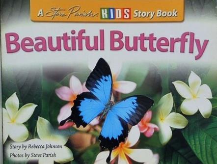 Beautiful Butterfly