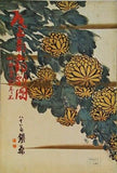 尾上菊五郎劇団 山田五十鈴参加 1960年 11月
