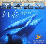 ハワイのザトウクジラの興味深い行動 Why WHALES DO THAT！