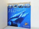 ハワイのザトウクジラの興味深い行動 Why WHALES DO THAT！