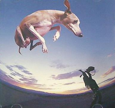 フライング・ドッグ ポール・ギルバート