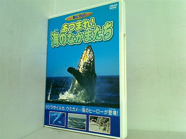 DVD わくわく海のいきものDVD あつまれ！海のなかまたち