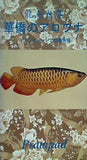 龍魚世界 華僑のアロワナ 3 マレーシアの養魚場
