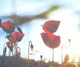 L'Altra In The Afternoon